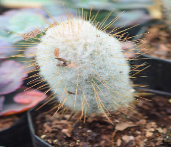 (CA 05) Mammillaria species