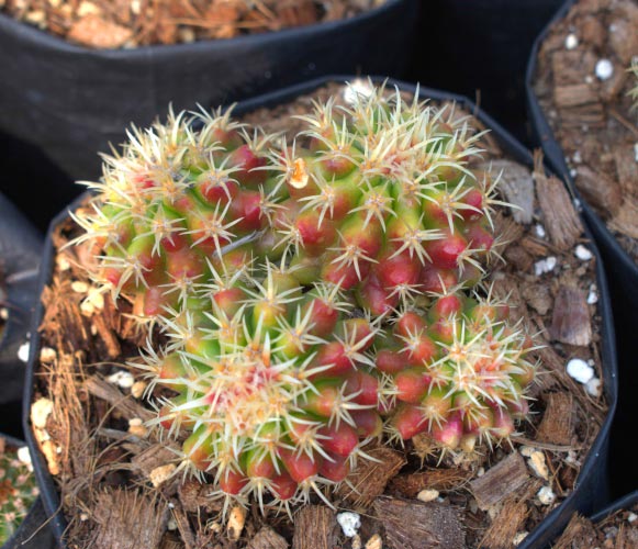 (CA 07) Mammillaria voburnensis