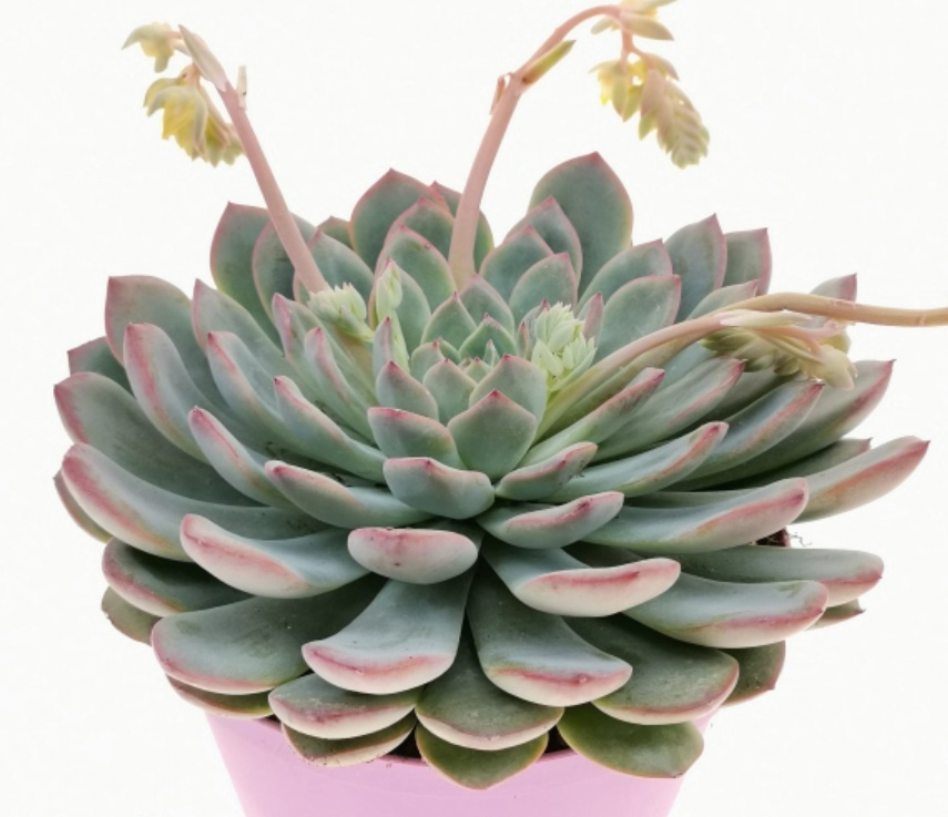(SU 32) Echeveria cv. Apus