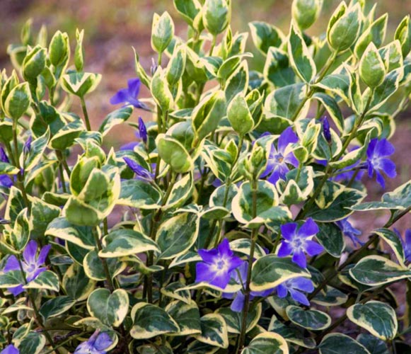 (MI 01) Vinca major Greater Periwinkle
