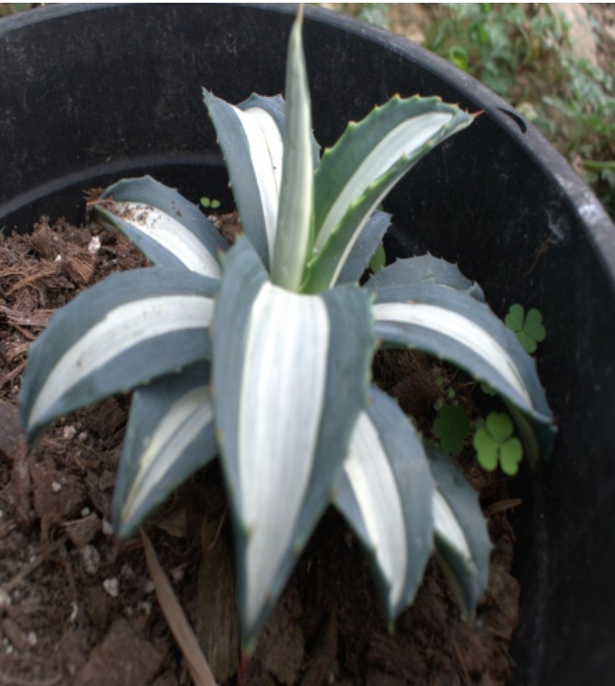 (SU 54) Agave Species
