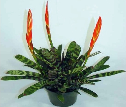 (MI 23) Vriesea splendens