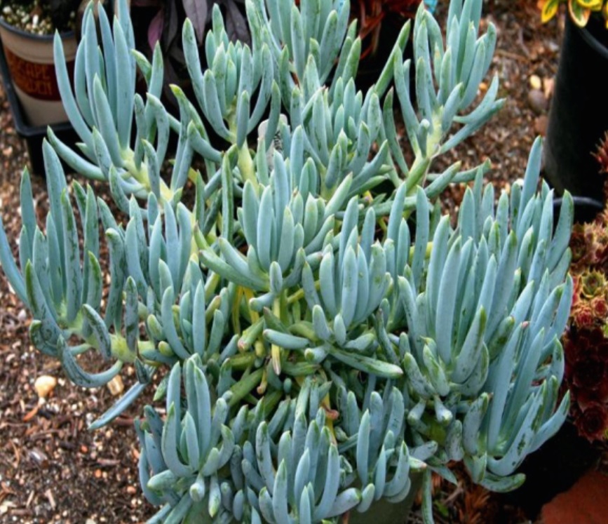 (SU 45) Curio talinoides
