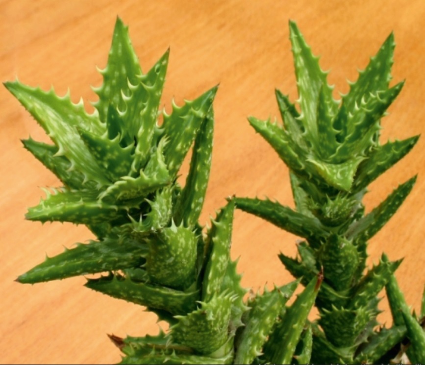 (SU 51) Aloe juvenna
