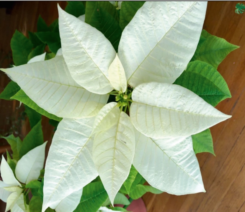 (MI 17) Poinsettia White