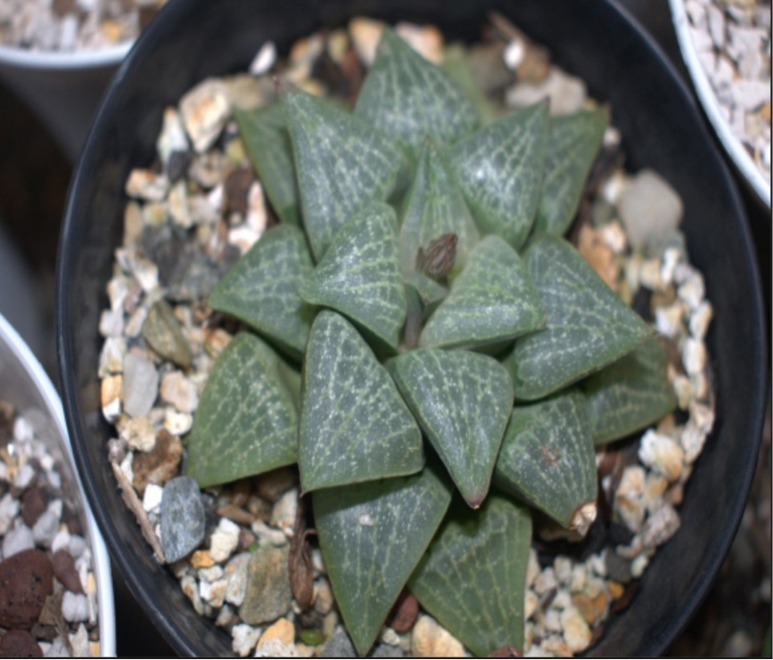 (SU 26) Haworthia retusa