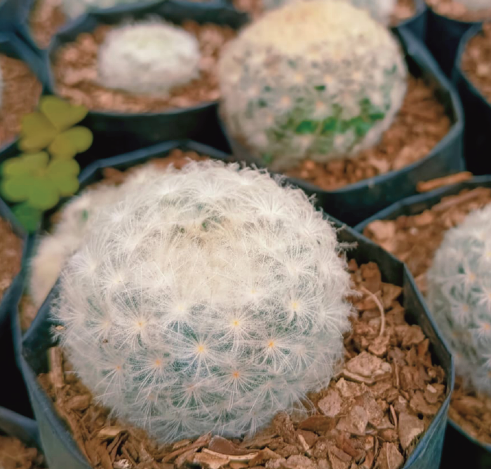 (CA 39) Mammillaria plumosa 