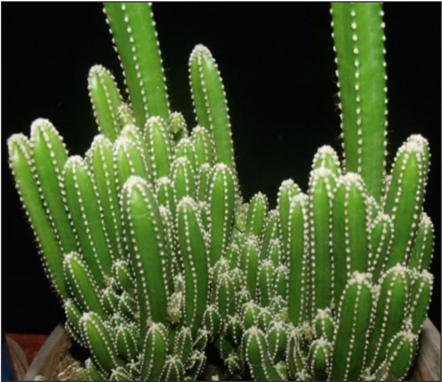 (CA 12) Acanthocereus tetragonus