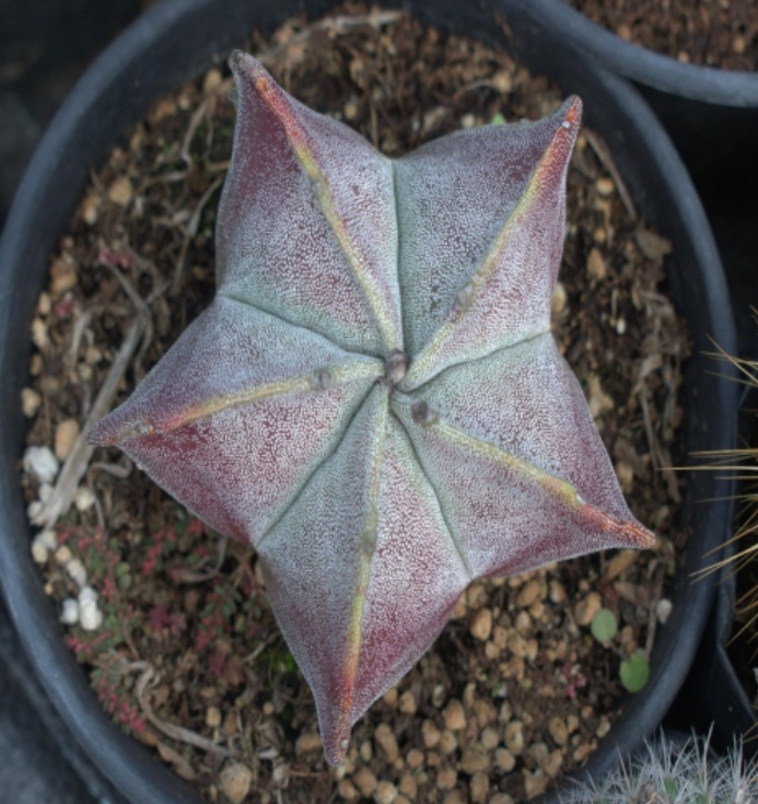 (SU 63) Astrophytum myriostigma