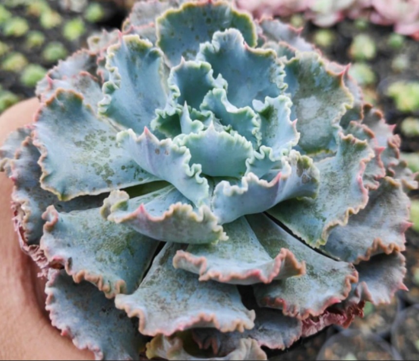 (SU 33) Echeveria shaviana