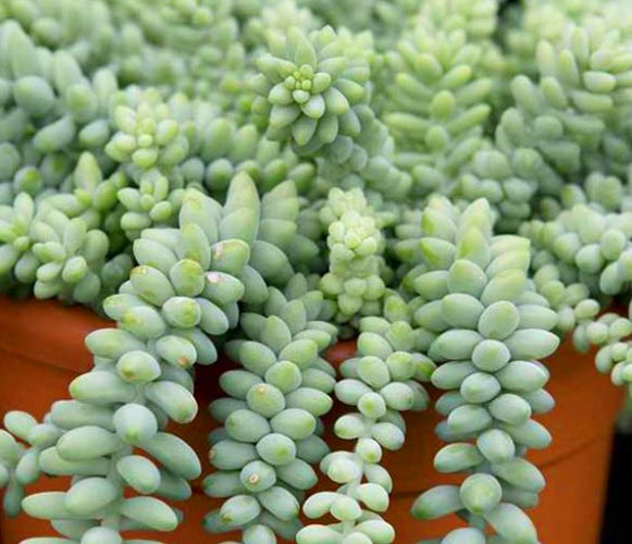 (SU 08) Sedum morganianum Donkey Tail