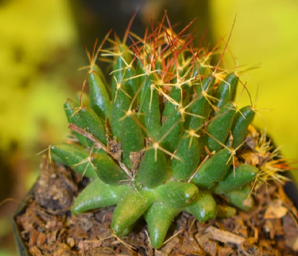 (CA 03) Mammillaria compressa Mother of Hundreds