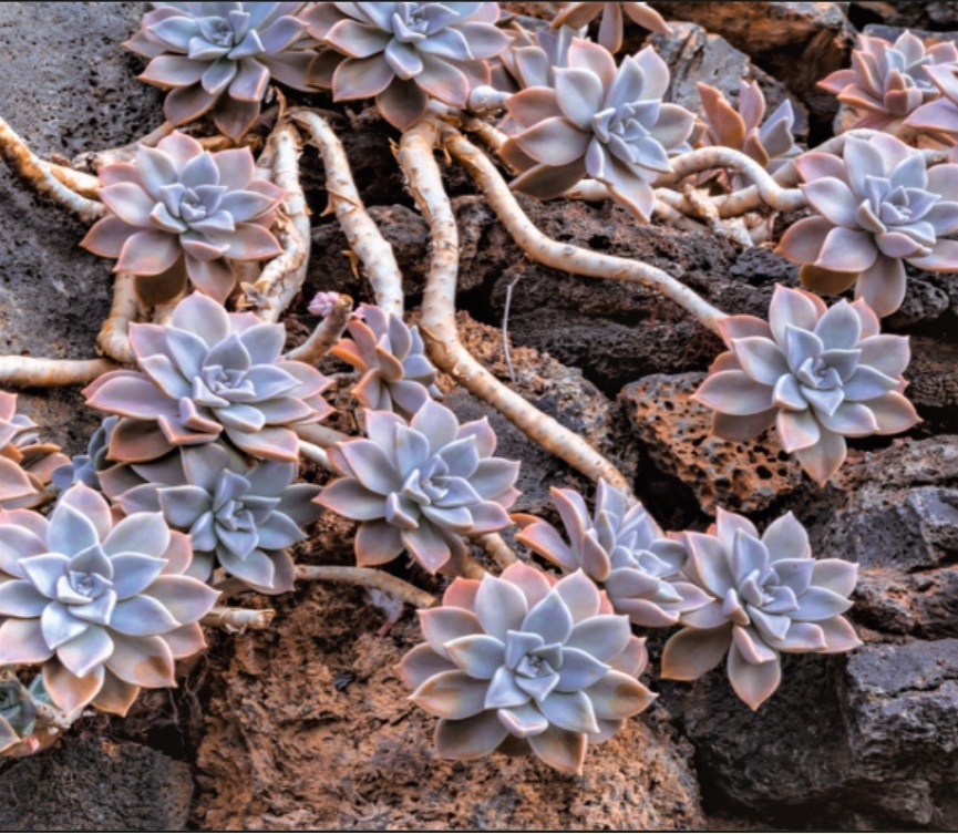 (SU 30) Graptopetalum paraguayense