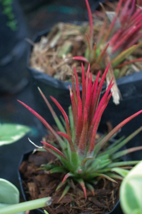 (SU 73) Tillandsia ionantha