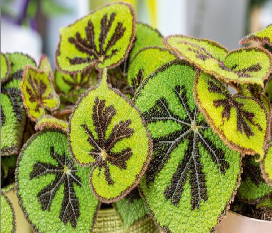 (MI 10) Begonia masoniana Iron Cross Begonia 