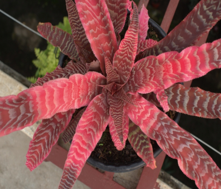 (MI 16) Cryptanthus Species