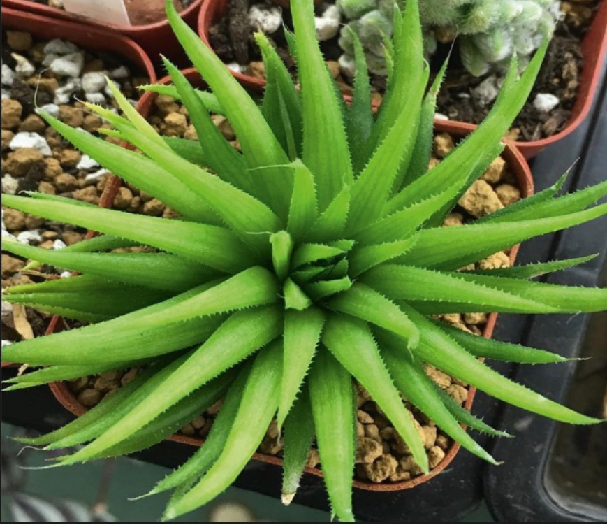 (SU 28) Haworthia angustifolia