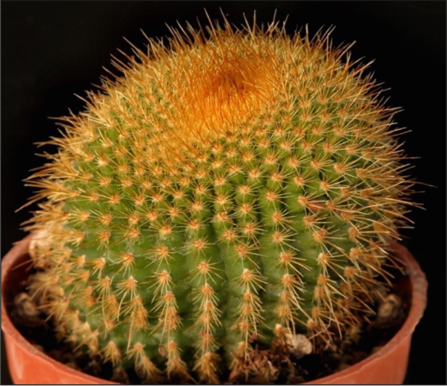 (CA 17) Parodia leninghausii