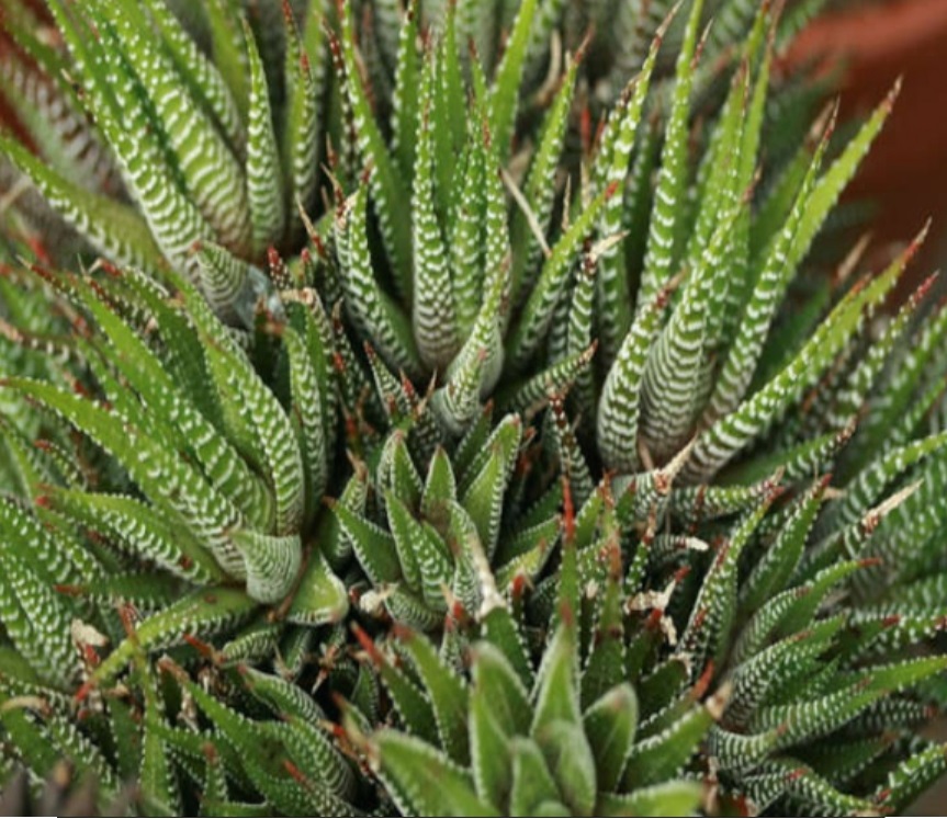 (SU 23) Haworthia fasciata
