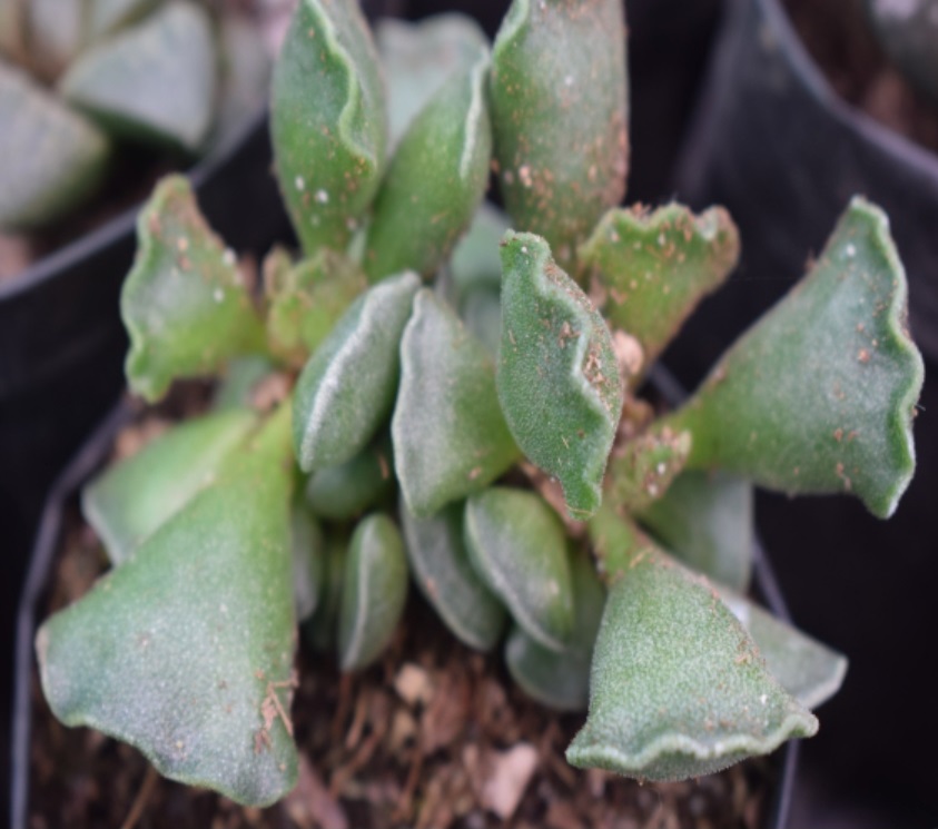 (SU 66) Adromischus cristatus