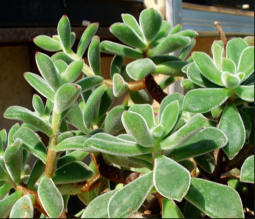 (SU 35) Echeveria pulvinata