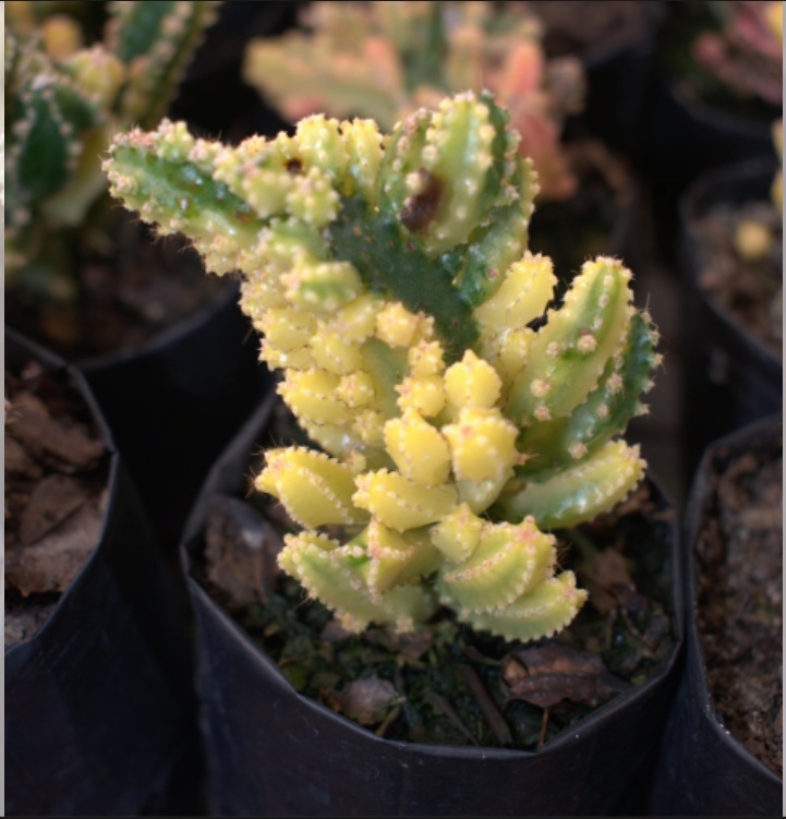 (CA 14) Opuntia Species