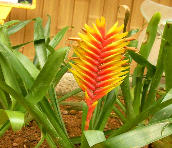 (MI 09) Vriesea carinata Flaming Sword 