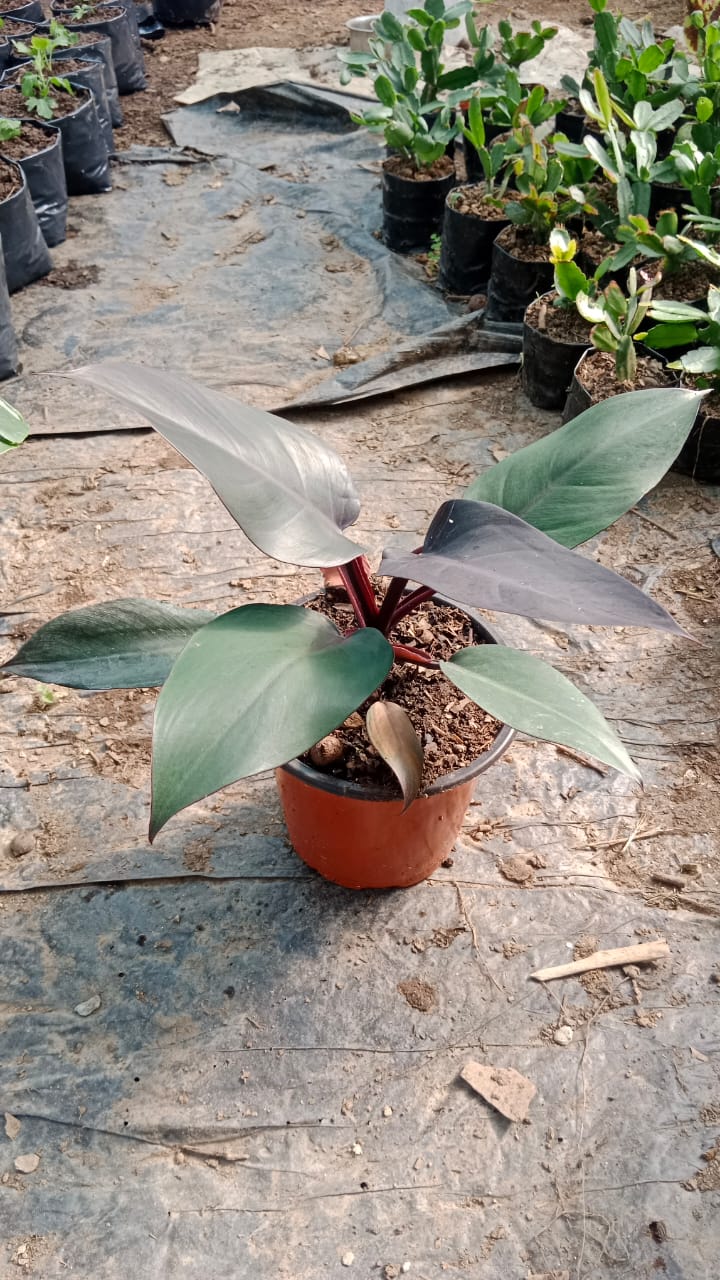 (MI 25) Philodendron Imperial 