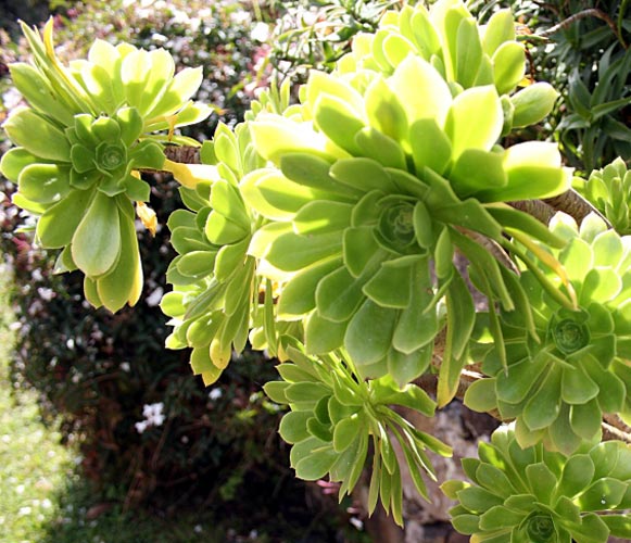 (SU 04) Aeonium arboreum Irish Rose
