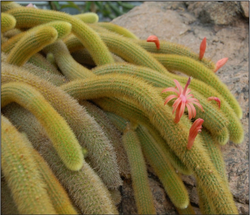(CA 21) Cleistocactus winteri