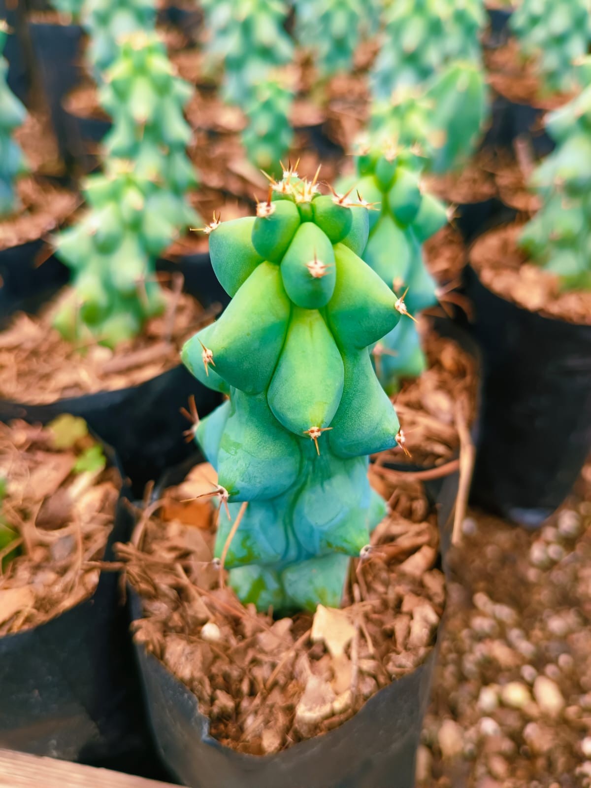 (CA 33) Boob's cactus 