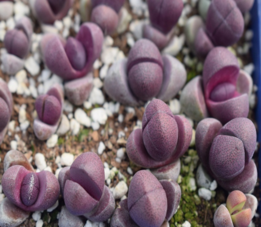 (SU 61) Pleiospilos nelii