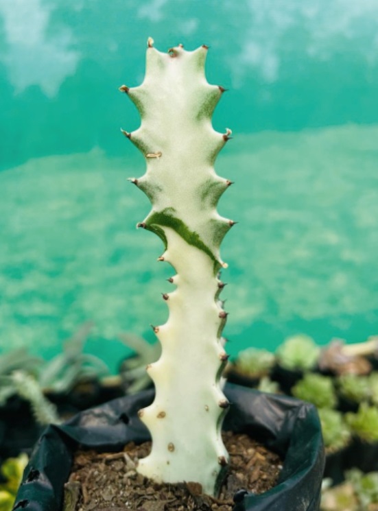 (SU 77) Euphorbia ammak
