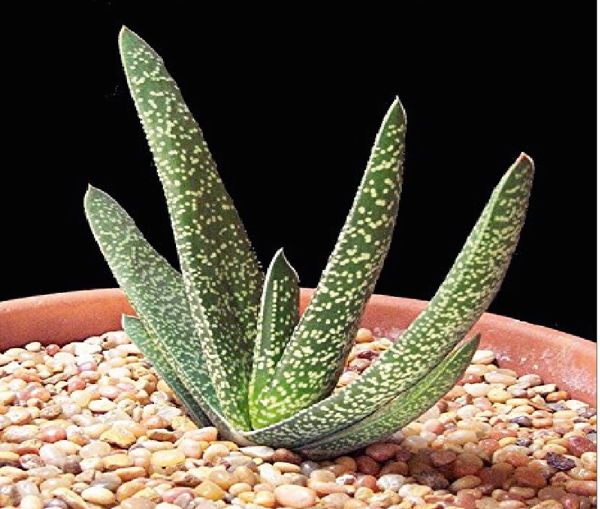 (SU 31) Gasteria carinata