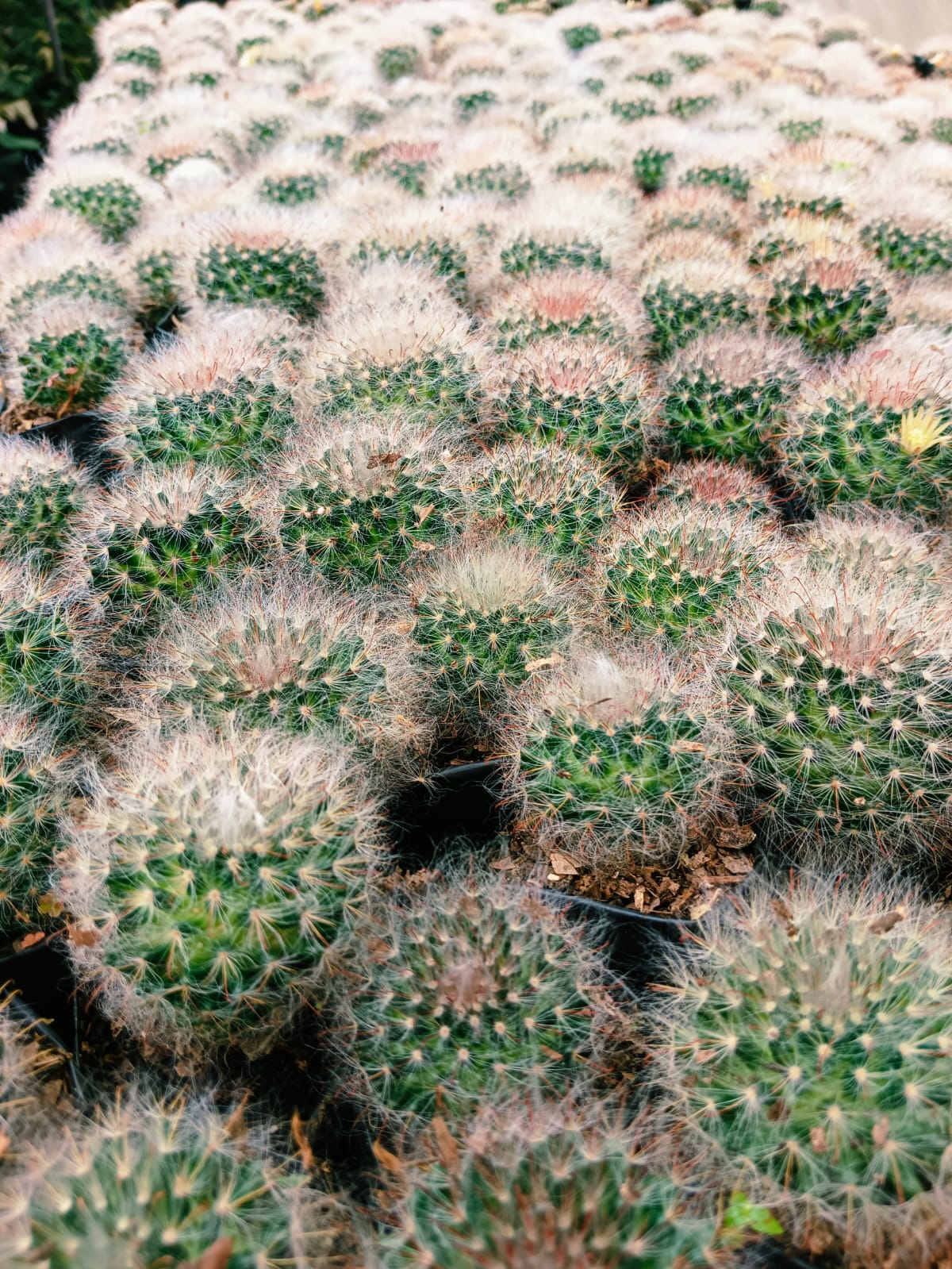 (CA 36) Mammillaria bokasana