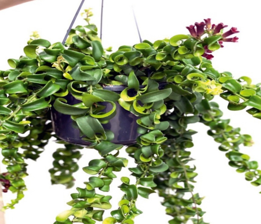 (SU 65) Aeschynanthus radicans rasta