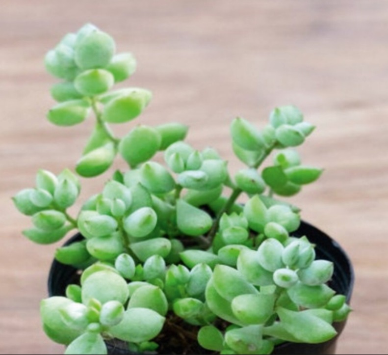 (SU 55) Cotyledon pendens