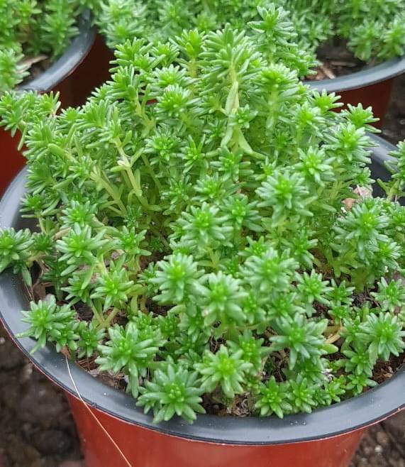 (SU 80) Sedum