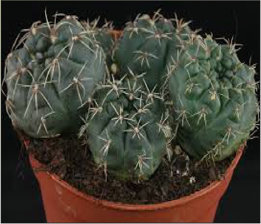 (CA 13) Gymnocalycium baldianum