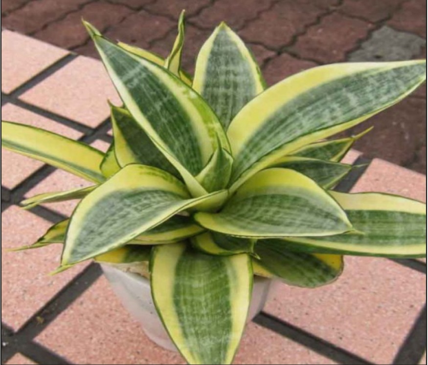 (SU 14) Sanseveria trifasciata