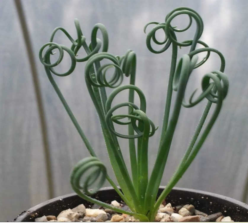 (SU 72) Albuca spiralis