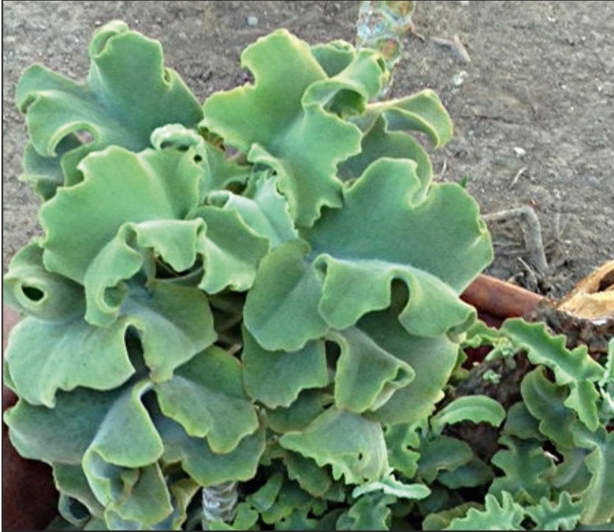 (SU 18) Kalanchoe beharensis