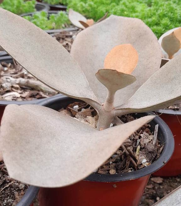(SU 82) Cooper spoon Kalanchoe 