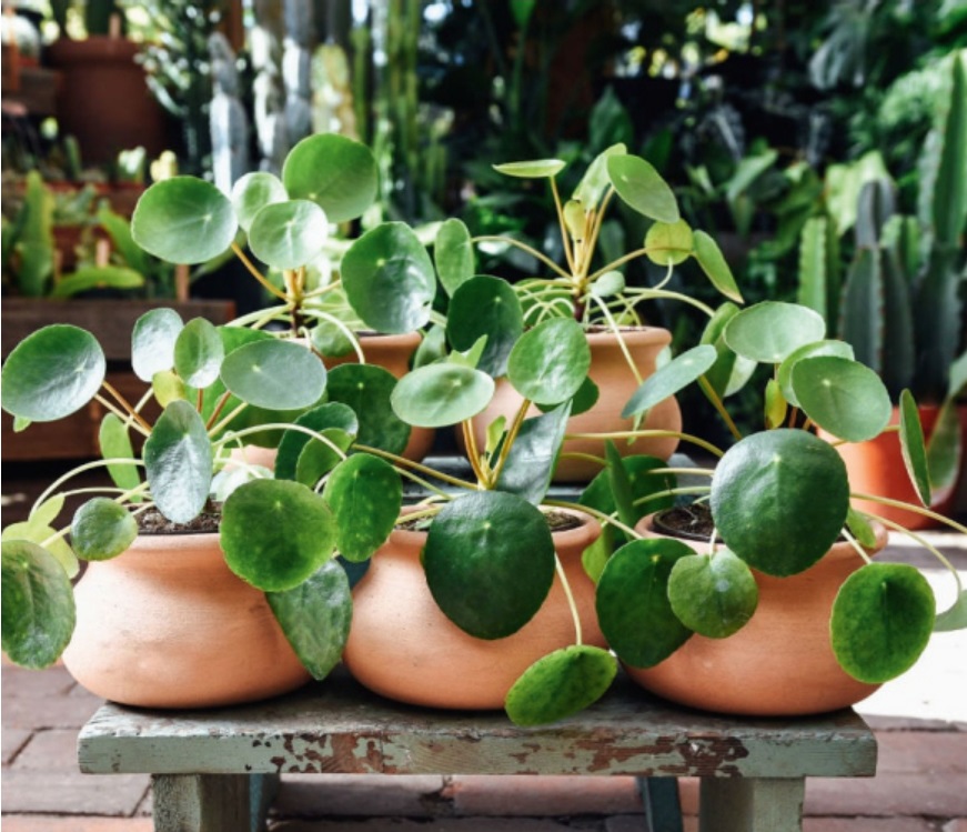 (SU 16) Pilea peperomioides