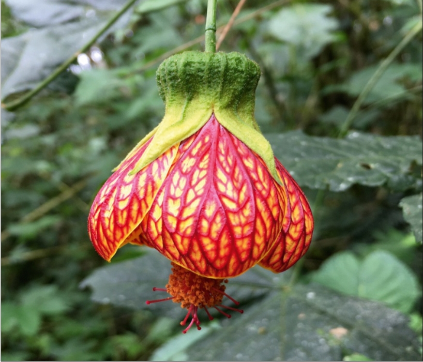 (MI 22) Abutilon pictum