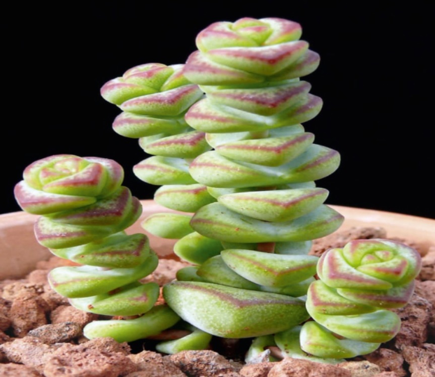 (SU 47) Crassula Jade Necklace