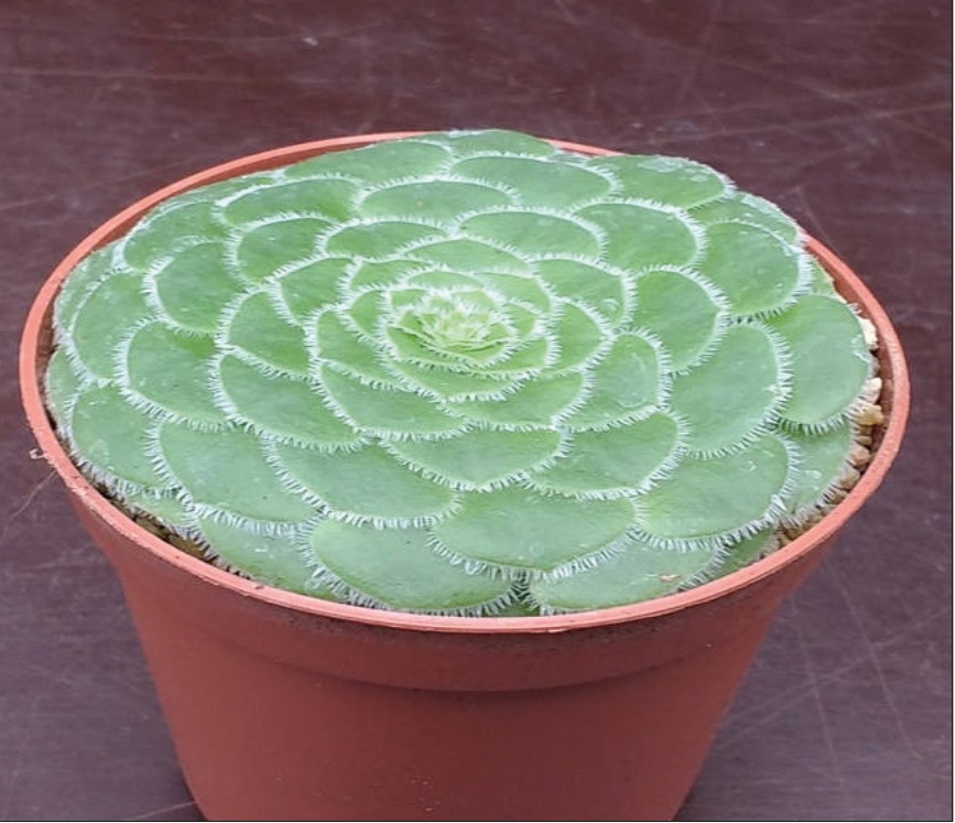 (SU 59) Aeonium tabuliforme