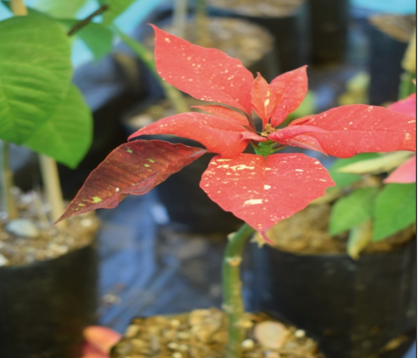 (MI 13) Poinsettia species