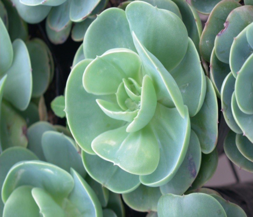 (SU 38) Echeveria australis