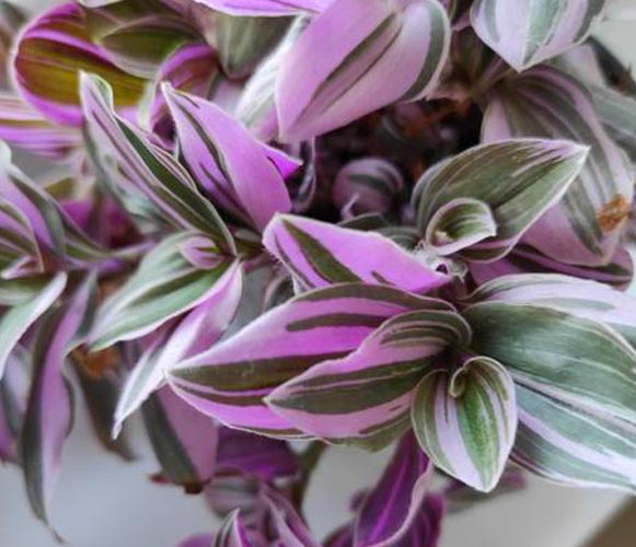 (MI 03) Tradescantia Fuminensis lavender Inch Plant